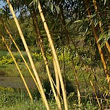 Phyllostachys vivax Aureocaulis2.jpg